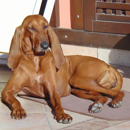 Il Cappero Ceriale