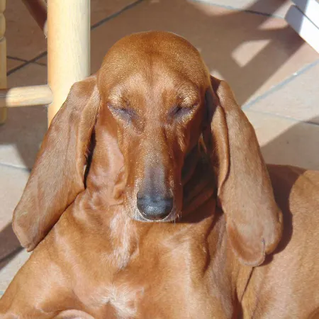 Il Cappero Ceriale