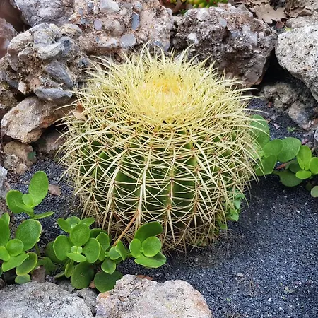 Il Cappero