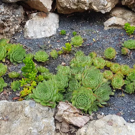 Il Cappero Ceriale