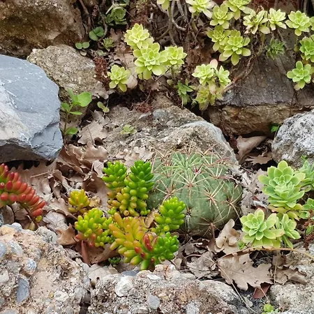 Il Cappero * Ceriale